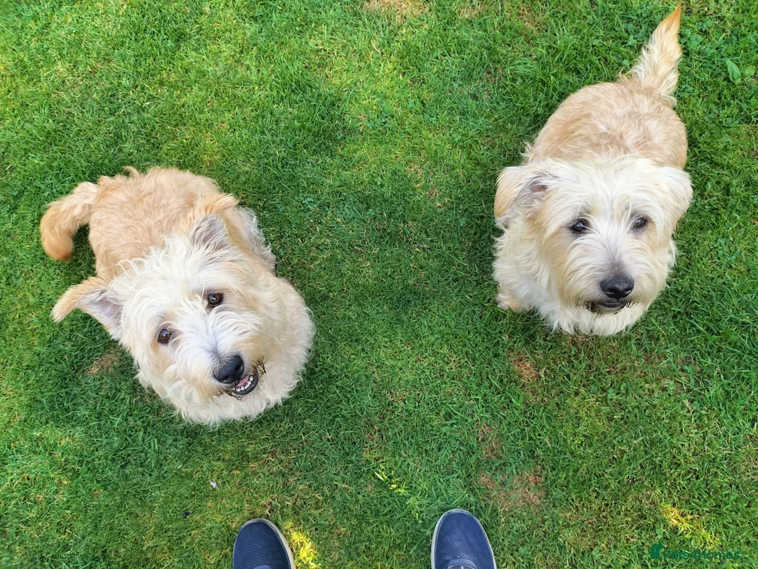 Glen of Imaal Terrier dogs for sale: Glen of Imaal puppies! - Advert 1