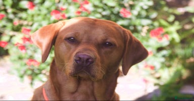 Labrador Retriever dogs - Advert 4