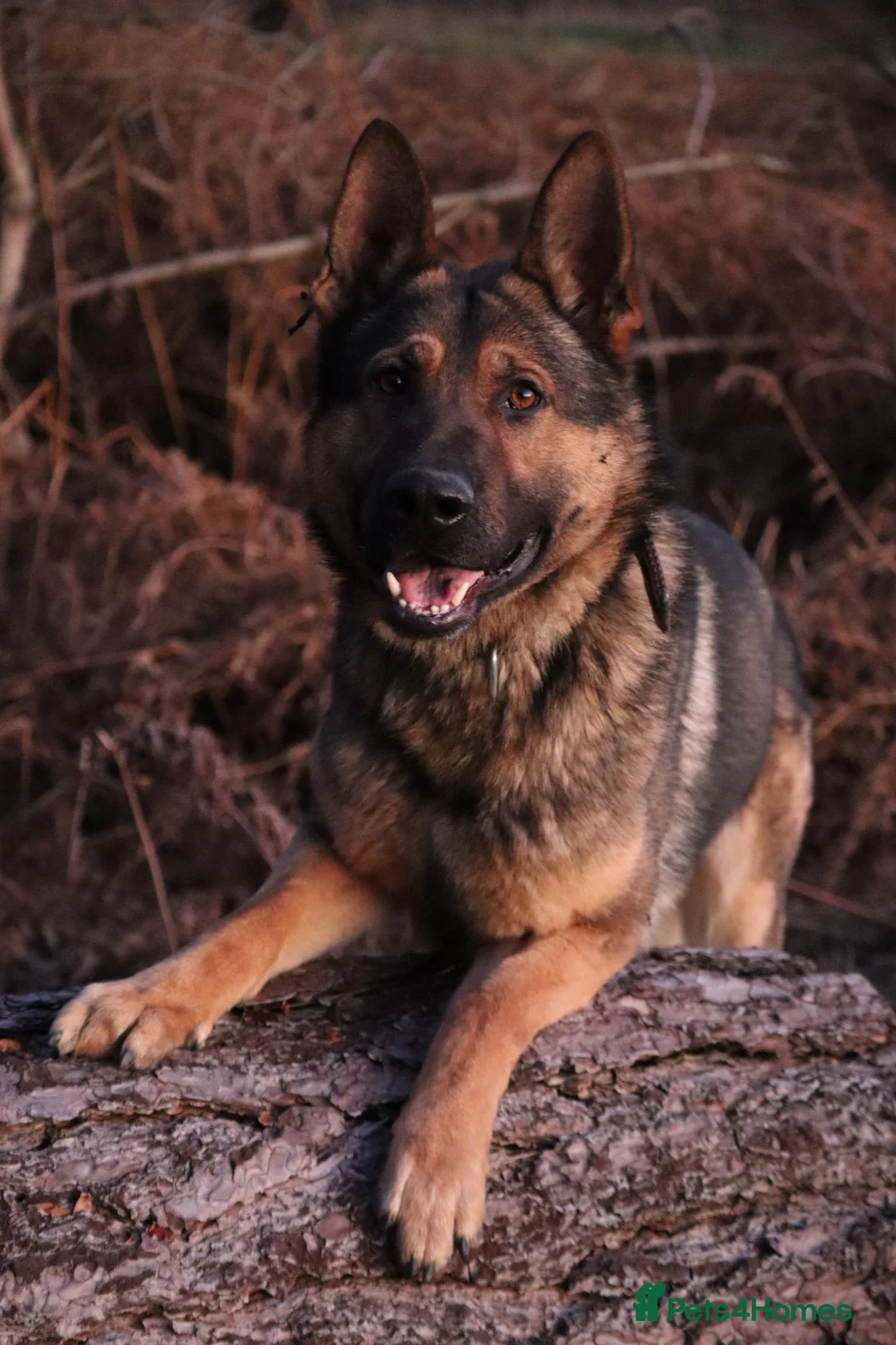 German Shepherd dogs for sale: Chewbacca the handsome gsd  - Advert 14