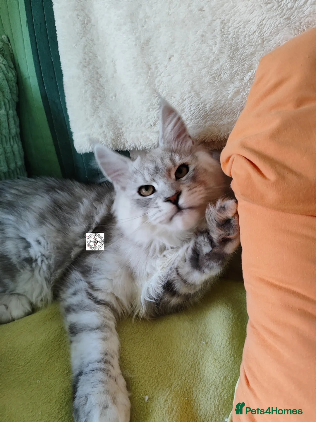 Maine Coon cats for sale: XXL neutered Maine coon boy  - Advert 5