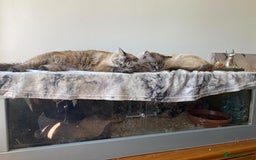 Python Snake reptiles for sale: Ball python - Image 4