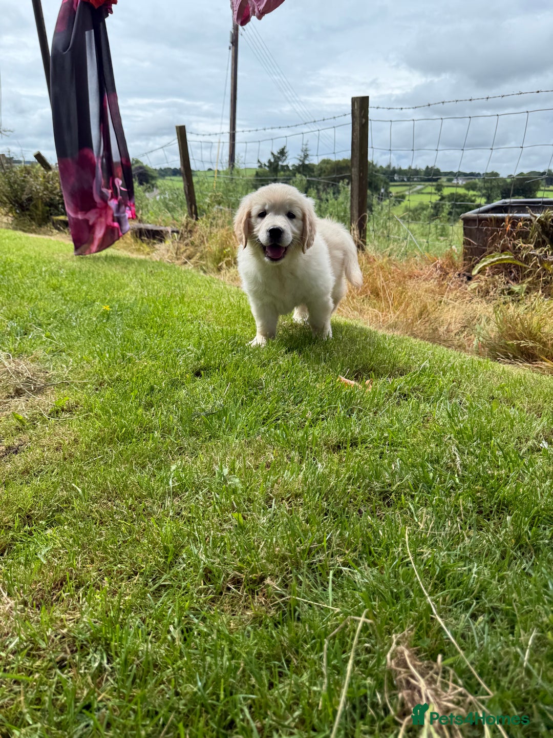 Golden Retriever dogs for sale: KC Registered Golden Retriever Puppies  - Image 7