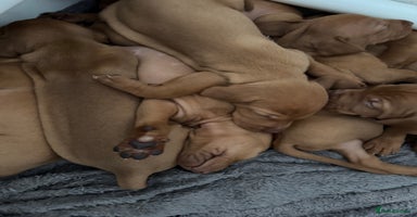 Hungarian Vizsla dogs - Advert 3