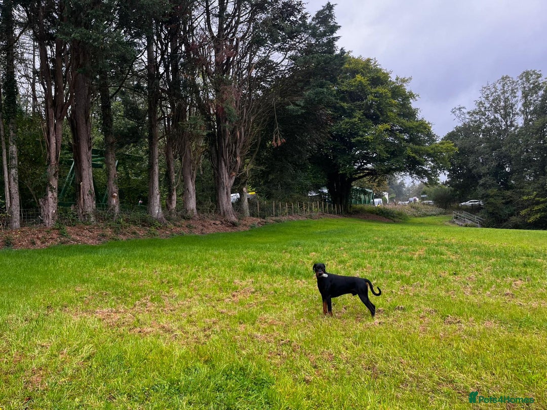 Dobermann dogs for sale: 🐾 Doberman Puppies – Waiting List Now Open 🐾 - Advert 7