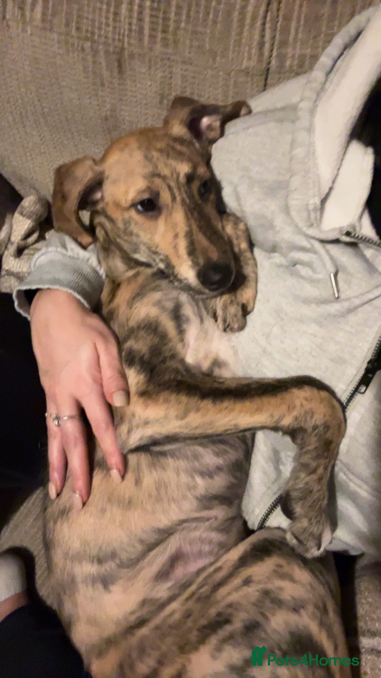 Greyhound dogs female grey hound pup mabel - Advert 13