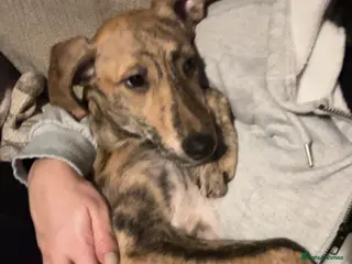 Greyhound dogs female grey hound pup mabel - Advert 3