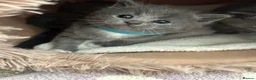 British Shorthair cats for sale: 1 Female British Shorthair 🩷🐾 - Advert 16