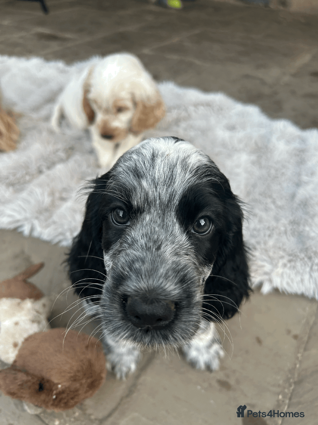 Cocker Spaniel dogs for sale: Show type- sired by Champion Lindridge Frontrunner - Image 36