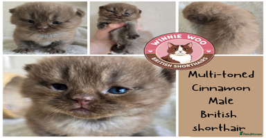 British Shorthair cats - Advert 10