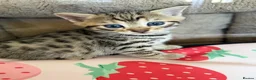 Bengal cats for sale: 5 Baby Bengal kittens  in Rhyl - Advert 20