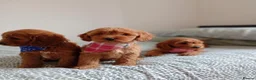 Cockapoo dogs for sale: Family-Raised Miniature Cockapoos  available now  - Advert 3