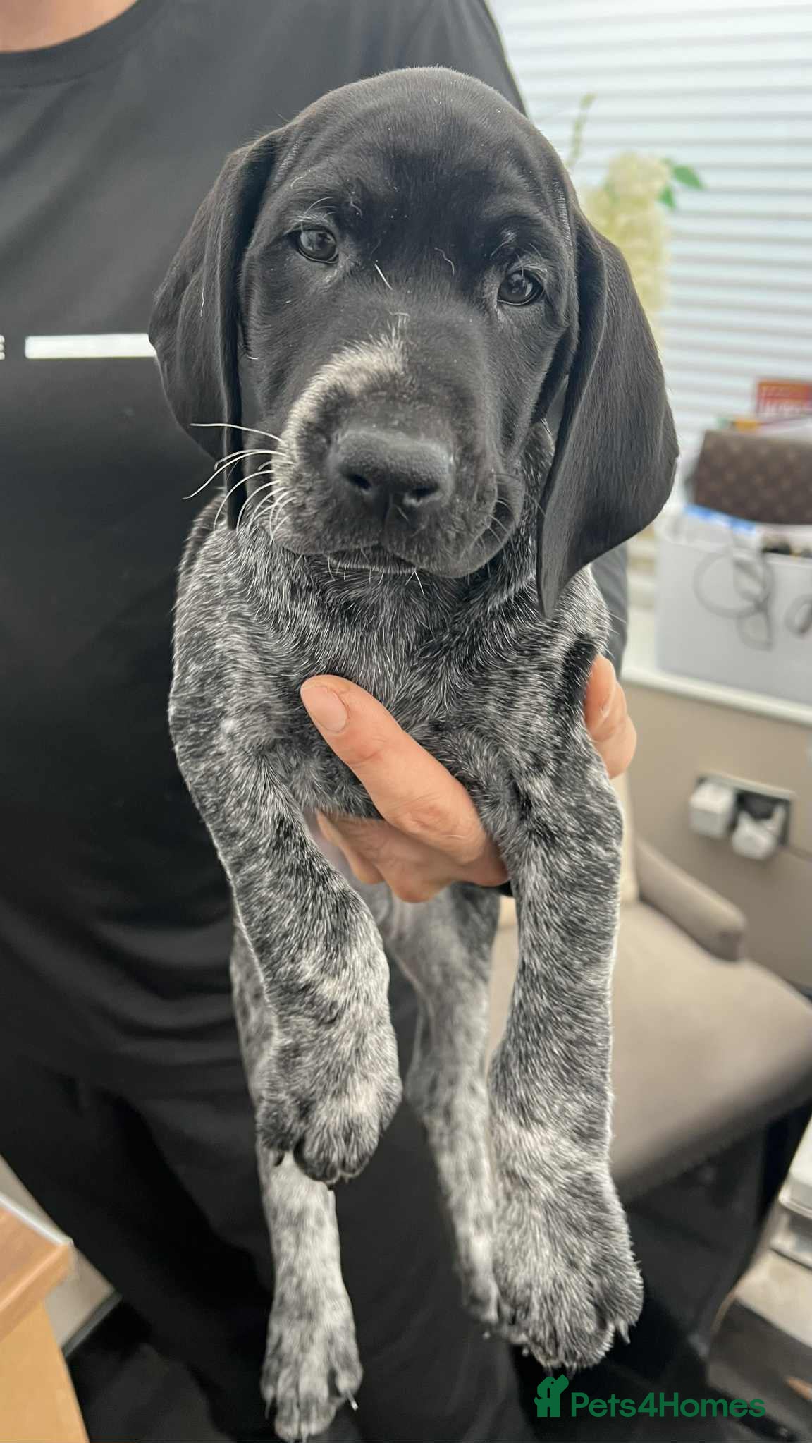 German Shorthaired Pointer dogs KC show qualify GSP’s 2 boys left  - Advert 11