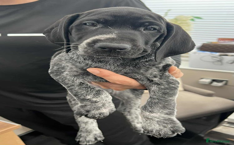 German Shorthaired Pointer dogs KC show qualify GSP’s (crufts champion bloodlines) - Advert 2