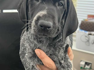 German Shorthaired Pointer dogs KC show qualify GSP’s (crufts champion bloodlines) - Advert 4