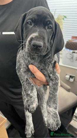 German Shorthaired Pointer dogs KC show qualify GSP’s (crufts champion bloodlines) - Advert 2