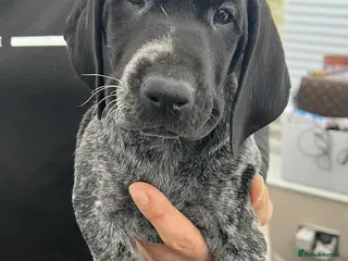 German Shorthaired Pointer dogs KC show qualify GSP’s 2 boys left - Advert 11