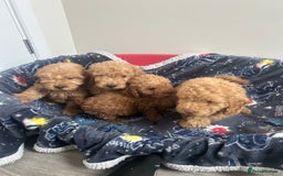 Cockapoo dogs for sale: 9 weeks old Cockapoo puppies  - Image 3