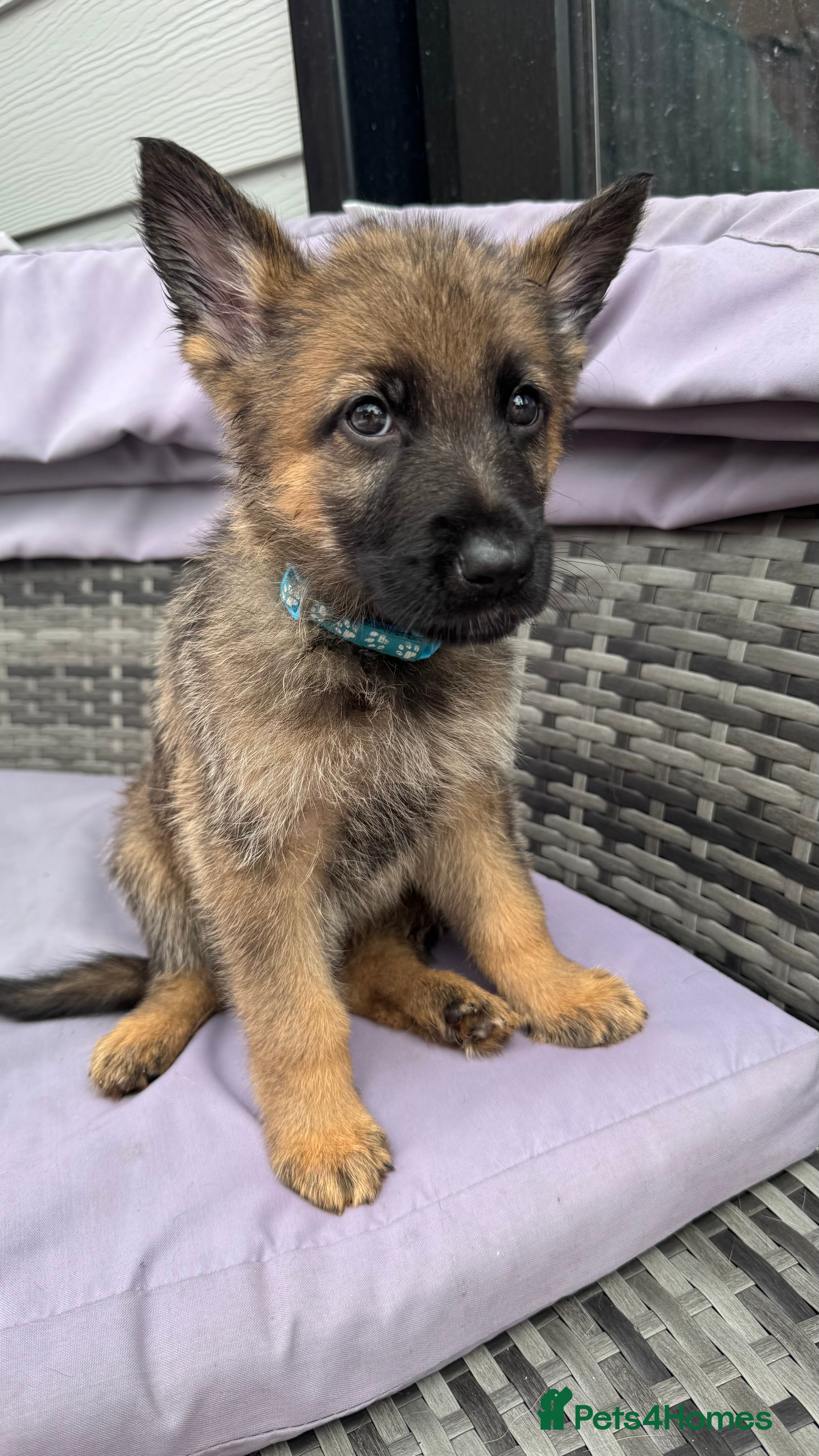 German Shepherd dogs 10 beautiful German shepherd puppies - Advert 2