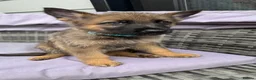 German Shepherd dogs for sale: 10 beautiful German shepherd puppies - Advert 15