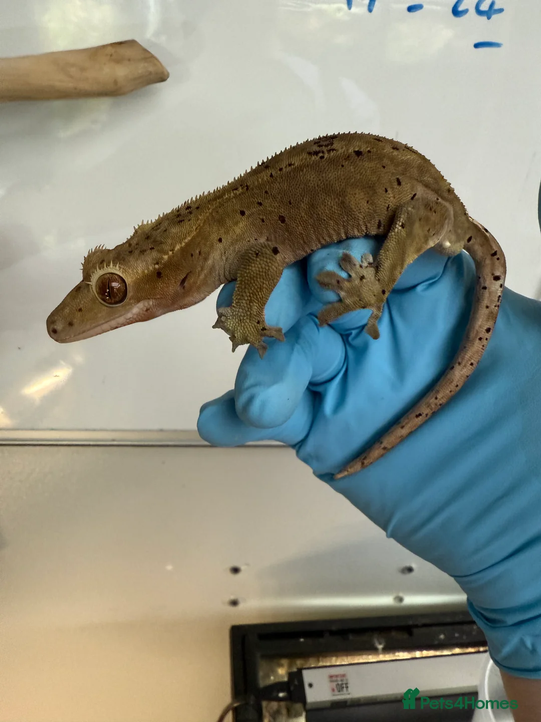 Gecko reptiles for sale: Variety of crested geckos for sale  - Advert 7