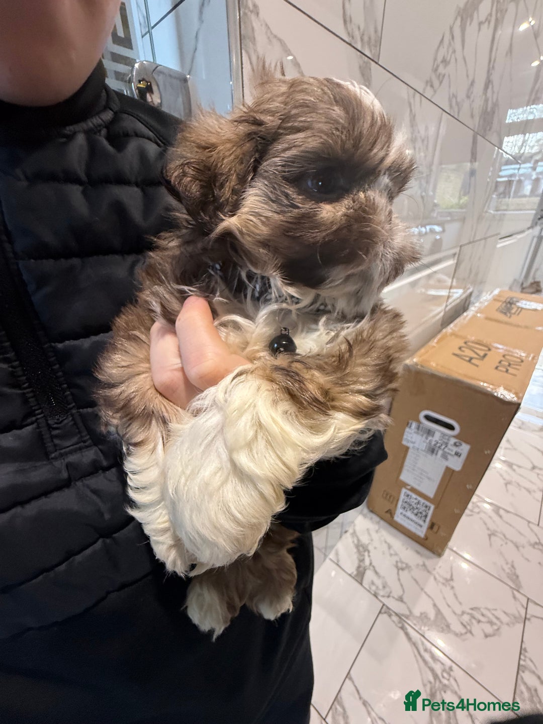 Shih Tzu dogs for sale: IMRERIAL SHIHTZU PUPPIES - Advert 27