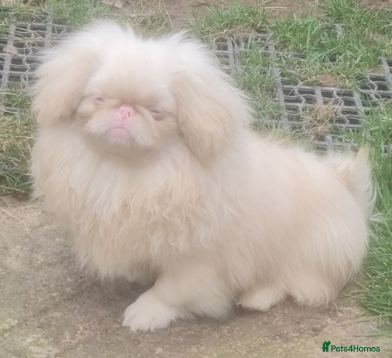 Pekingese dogs 💙Kc reg pink sleeve pekingese 💙 - Advert 3
