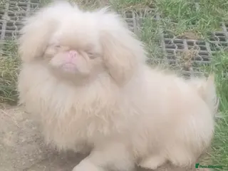 Pekingese dogs 💙Kc reg pink sleeve pekingese 💙 - Advert 3