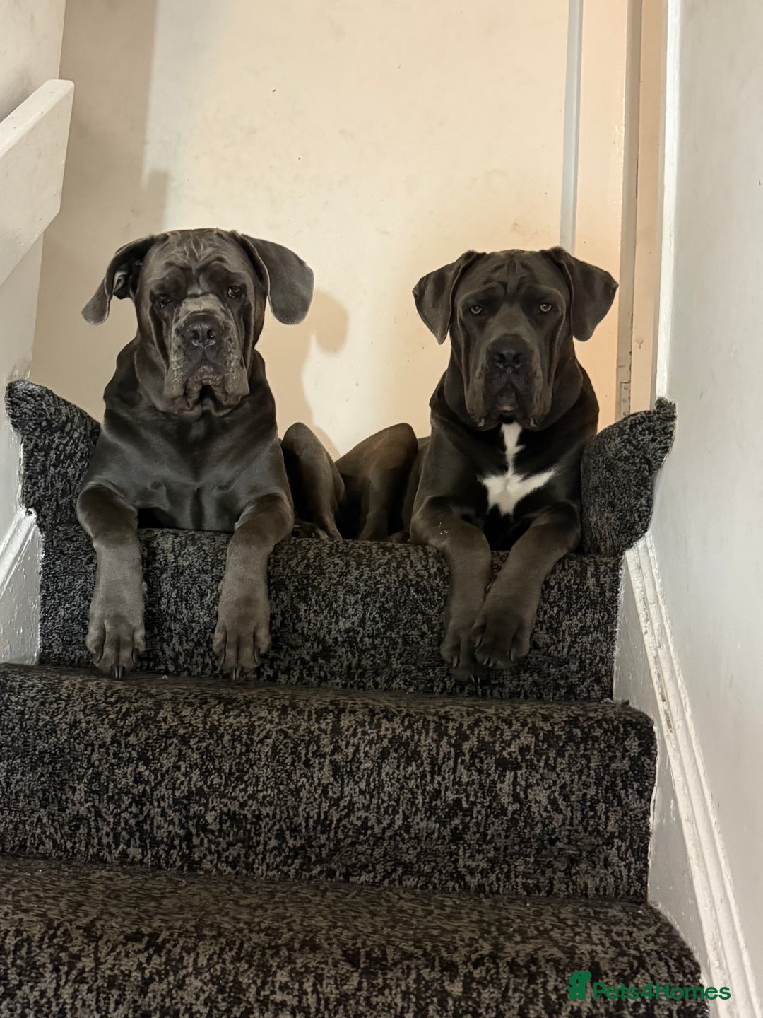 Cane Corso dogs for sale: Cane corso full breed  - Advert 3