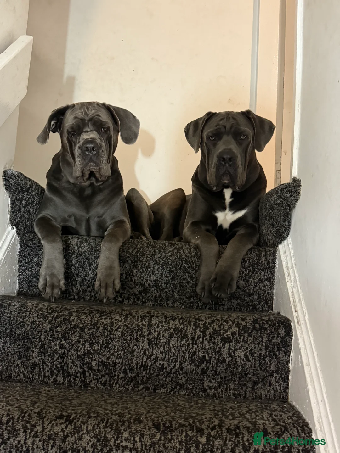 Cane Corso dogs for sale: Cane corso full breed  - Advert 3