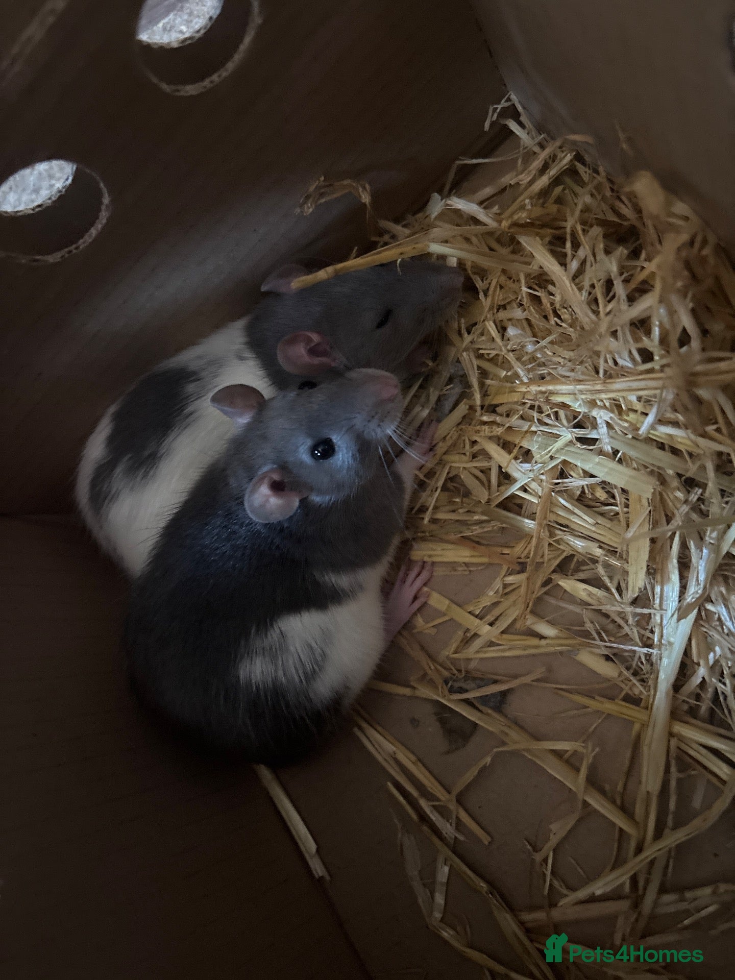 Rat rodents 2 FEMALE FANCY RATS - Advert 2
