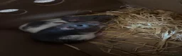 Rat rodents for sale: 2 FEMALE FANCY RATS - Advert 1