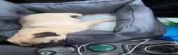 Pug dogs for sale: Pearl  - Advert 4