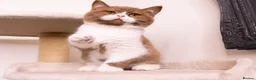 British Shorthair cats for sale: STUNNING BSH KITTENS - Advert 4