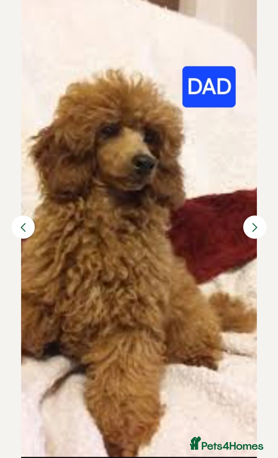 Goldendoodle dogs for sale: Goldendoodle Puppy 1 - F1 Minature Goldendoodle puppies  - Image 13