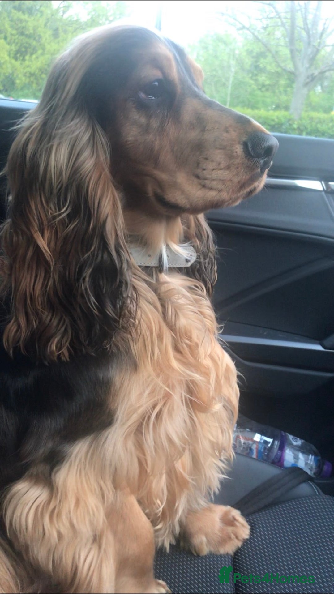 Cocker Spaniel dogs for stud: KC Reg SABLE HEALTH TESTED COCKER SPANIEL - STUD in Bishop's Stortford - Advert 4