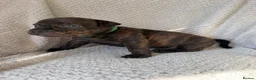 Staffordshire Bull Terrier dogs for sale: KC REGISTERED STAFFORDSHIRE BULL TERRIERS  - Advert 36