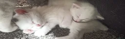 Siberian cats for sale: 4 kittens for sale - Advert 36