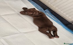 American Bully dogs for sale:  Medium Bully Puppies–XL are banned, these are NOT - Image 3