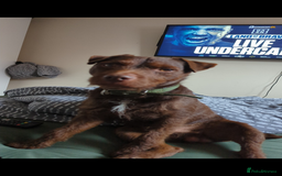 Patterdale Terrier dogs for stud: Vinnie up for stud - Image 2