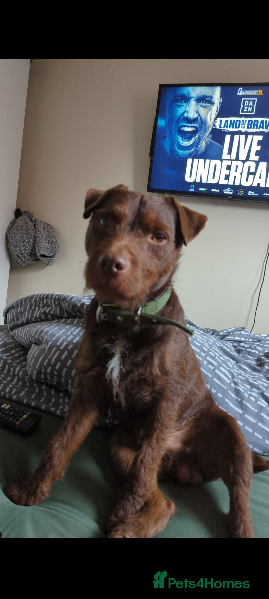 Patterdale Terrier dogs for stud: Vinnie up for stud - Image 2