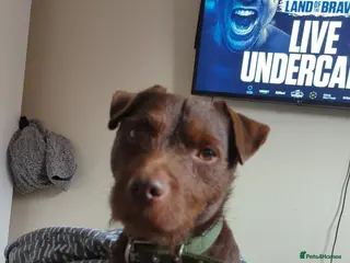 Patterdale Terrier dogs Vinnie up for stud - Advert 5