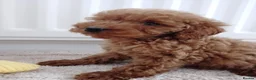 Cavapoo dogs for sale: F1 Cavapoo Puppies  - Advert 12