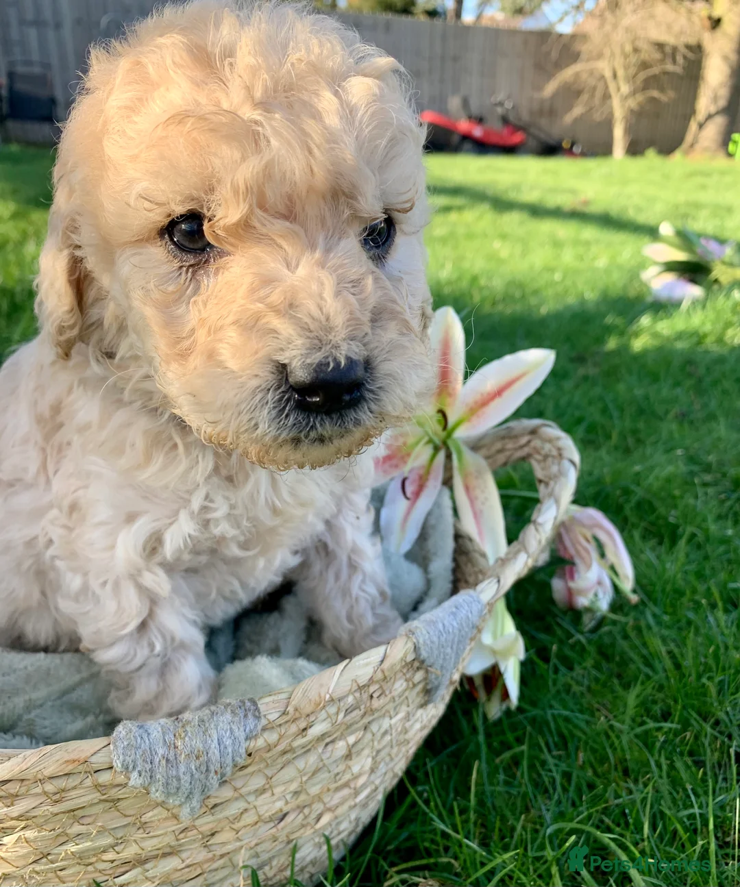 Goldendoodle dogs for sale: Standard GoldenDoodle Puppies - Advert 12