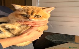 British Shorthair cats for sale: Early BLACK FRIDAY deal available  - Image 9