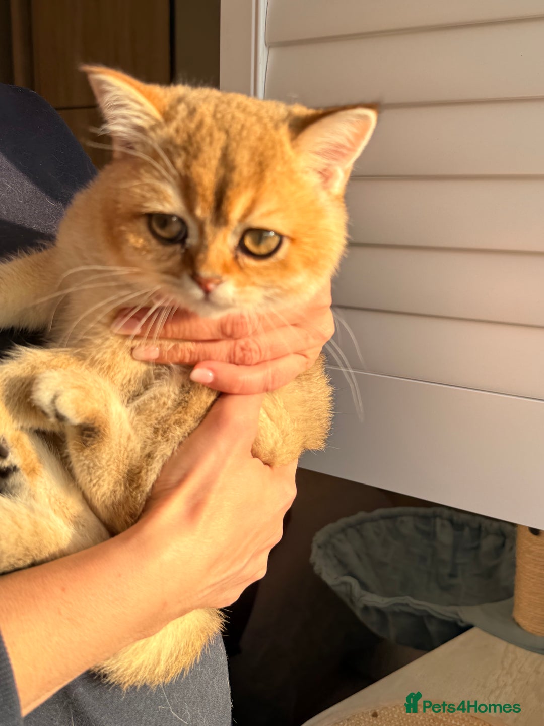 British Shorthair cats for sale: Early BLACK FRIDAY deal available  - Image 9