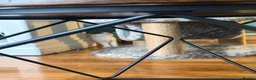 Persian cats for sale: Stunning persian kittens - Advert 4