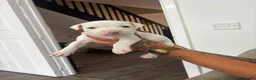 Staffordshire Bull Terrier dogs for sale: Puppys puppys puppys - Advert 6
