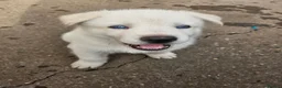 Shepsky dogs for sale: 6 Gorgeous Shepsky puppies for sale - Advert 5