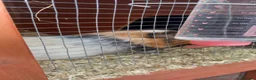 Guinea Pig rodents for sale: 6x guinea pigs  in Birmingham - Advert 3