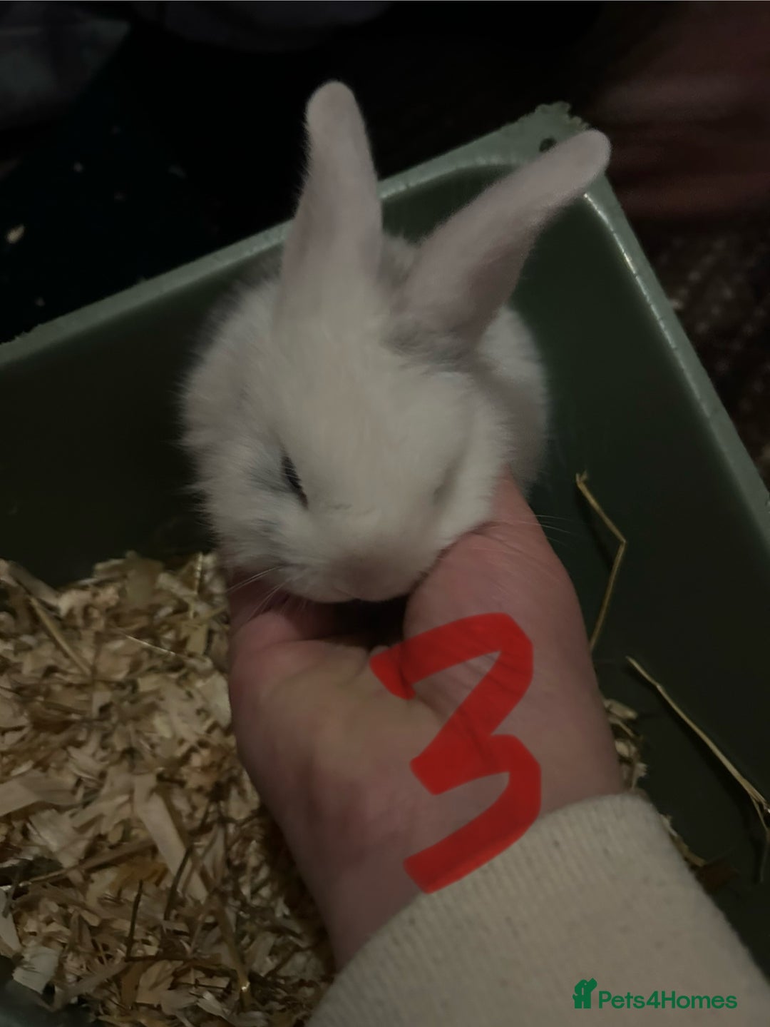 Mixed Breed rabbits for sale: Bunnies for sale  - Advert 9